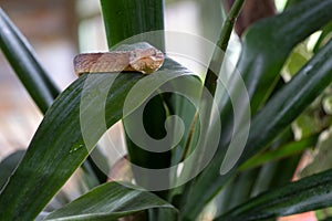 Leaf viper, Atheris squamigera