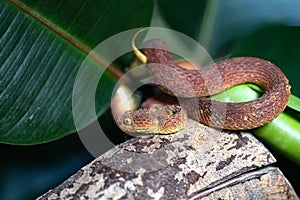 Leaf viper, Atheris squamigera