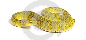 Leaf viper, Atheris squamigera, isolated on white