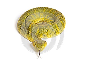 Leaf viper with its tongue out, Atheris squamigera, isolated on white