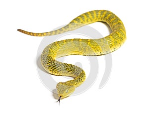 Leaf viper with its tongue out, Atheris squamigera, isolated on white