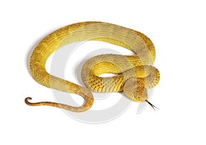 Leaf viper with its tongue out, Atheris squamigera, isolated on white
