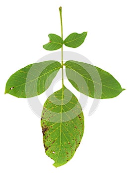 Leaf of walnut tree attacked by mite