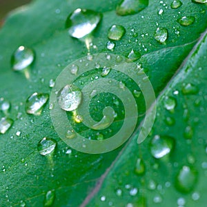 leaf with waredrops