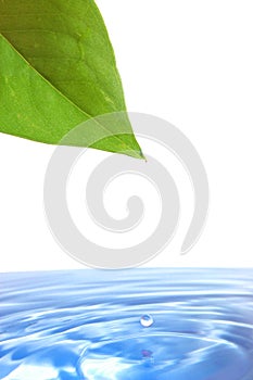 Leaf and water