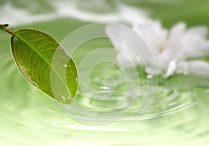 Leaf and water