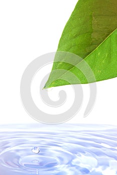 Leaf and water