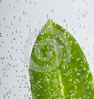 Leaf with water bubbles