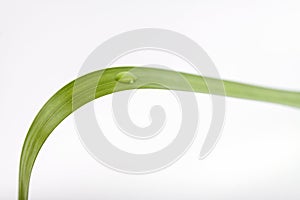 Leaf with water dro on white background