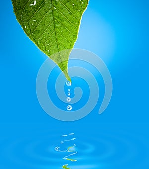 Leaf with water droplet over water reflection