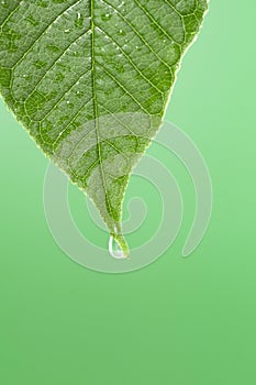 Leaf with water droplet at the tip