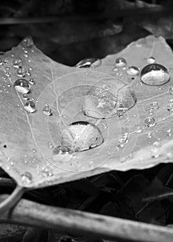 Leaf with water droplets