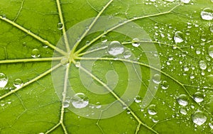 Leaf Water Droplets Background