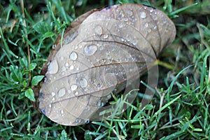 Leaf with water droplets