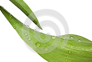 Leaf with water drops