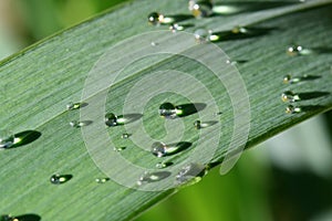 Leaf with water drops