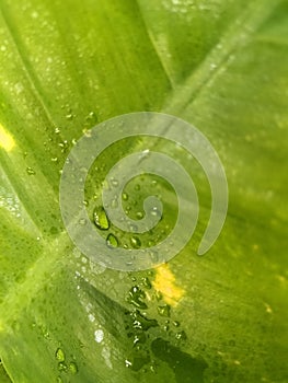 leaf water drops dew green nature wallpaper