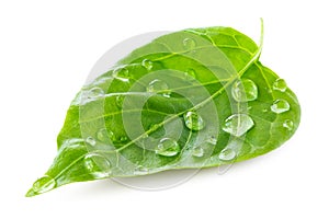 Leaf water drops