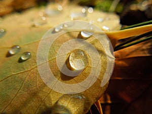 Leaf with water drops photo