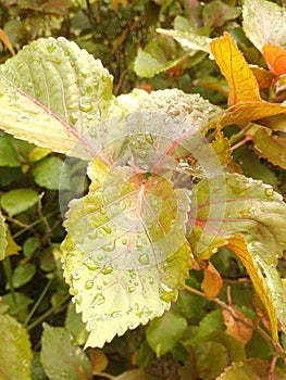 leaf water drops in the nature, amazing water drop in Leaves