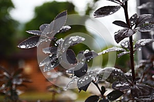 Leaf with water drops