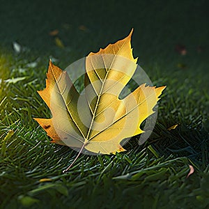 A leaf with water drops on it in the sunlight