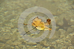 The leaf on the water (foglia sull'acqua)