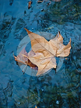 Leaf at water