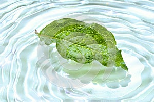 Leaf with water reflection