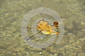 The leaf on the water (foglia sull'acqua) photo