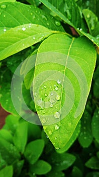 Leaf with waterdrop - Custard apple leaves with Raindrop looking pearl like