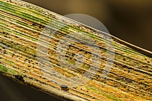 Diseased wheat leaf