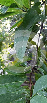 Leaf which have reticulated venation