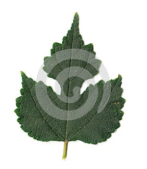 Leaf on white background