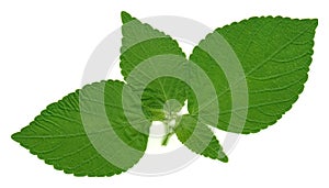 Leaf on white background