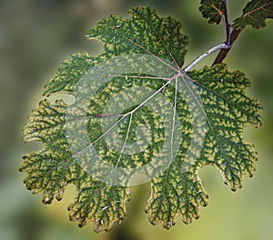 Leaf of a white plume poppy