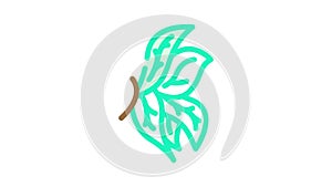 leaf wing color icon animation