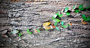 Leaf and wood