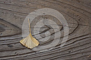 Leaf on wood