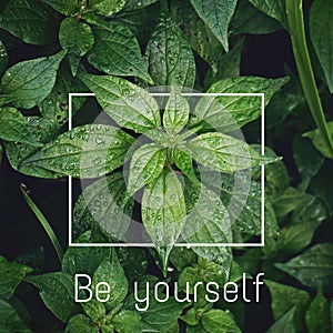 The leaf and words and quotes and letters