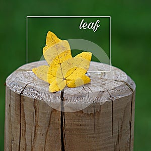 The leaf and words and quotes and letters