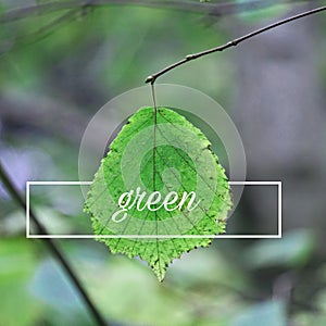 The leaf and words and quotes and letters