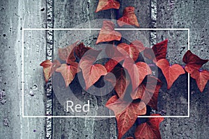 The leaf and words and quotes and letters