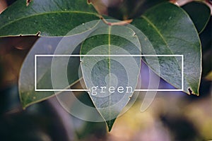 The leaf and words and quotes and letters