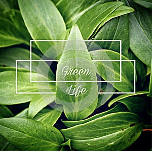 The leaf and words and quotes and letters