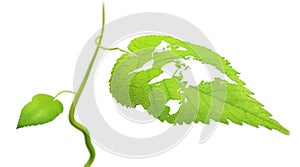 Leaf with a world map