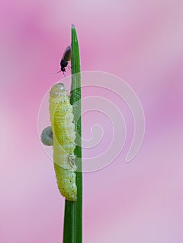 A leaf worm is crawling on the plant