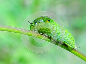 A leaf worm is crawling on the plant