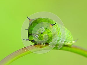 A leaf worm is crawling on the plant