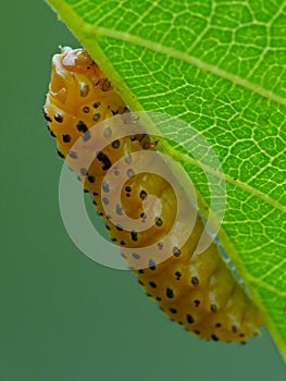 A leaf worm is crawling on the plant